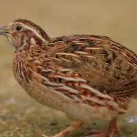 بلدرچین تخمگذار