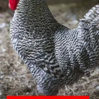 امروک واسترالورپ