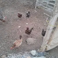 ۵عدد مرغ تخم گذار و خروس ۱ونیم سال