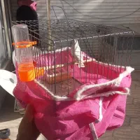 یک عدد فنچ دم سیاه|پرنده|اصفهان, مسجد مصلی|دیوار