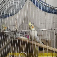 خفته عروس هولندی