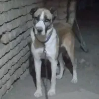 ماده خراسانی
