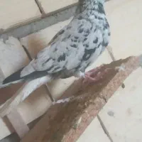 کفتردم سفید