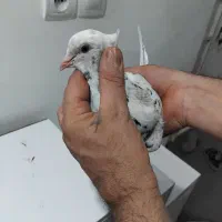 کبوترکوهی دمپاک لیمیوی چاپدار
