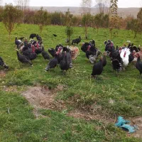 بوقلمون‌طبیعی|حیوانات مزرعه|مشگین شهر, |دیوار