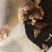 حلزون آچاتینا مولد معاوضه باهرچی خاسین