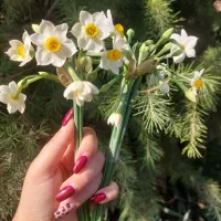 گل نرگس تازه چین