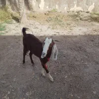 آبادان