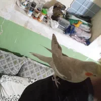 فروش و معاوضه عروس