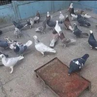 تور کبوتر فروشی