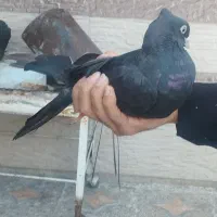 یک عدد صرب نر|حیوانات|ایذه, |دیوار