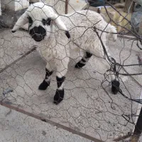 بره ماده علفخوار