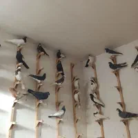 دسته کفتر کبوتر رنگی زد و خوردی بهبهانی و شهری