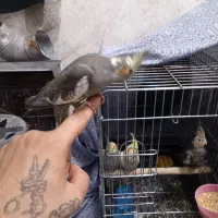 عروس هلندی رام