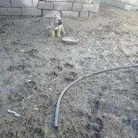 کوچ سگ|سگ|بیرجند, |دیوار