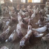 کبوتراصیل نصل قدیم