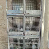 جفت کبوتر