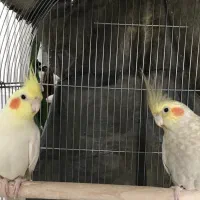 جفت عروس هلندی|پرنده|اصفهان, ارغوانیه|دیوار