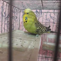 مرغ عشق|پرنده|مسجد سلیمان, |دیوار