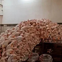 همکار ساده در قطعه بندی مرغ شیفت شب