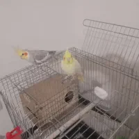 عروس هلندی نرو ماده سخنگو