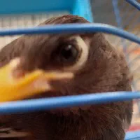 ۲ عدد مرغ مینا سخنگو|پرنده|کرج, گوهردشت|دیوار