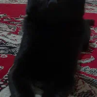 واگذاری رایگان