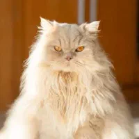 بازدید و اردو برای مدارس|اجارهٔ کوتاه‌مدت ویلا و باغ|اصفهان, رهنان|دیوار