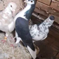 دو جفت حیون درجه یک