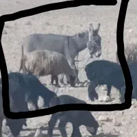 خر یا الاغ گله ای آروم و جوان