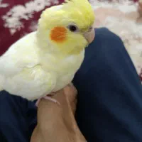 عروس هلندی جفت