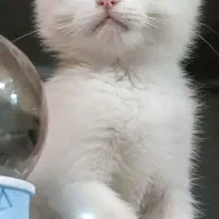 گربه اسکاتیش سفید|گربه|پردیس, فاز ۲|دیوار