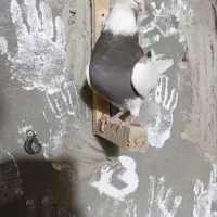 طوقی سرکه ای|پرنده|لردگان, |دیوار