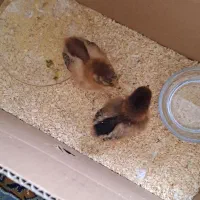 دو تا جوجه رسمی زبر و زرنگ‌