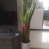 کلکسیون زیبا