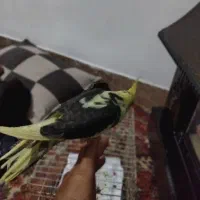 عروس هلندی نر|پرنده|شیروان (خراسان), |دیوار