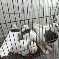 کبوتر طوقی|پرنده|مبارکه, |دیوار