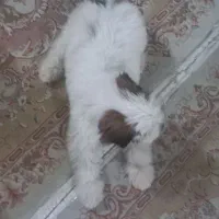 سگ شیتزو