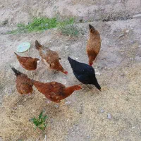 4  عددجوجه  6 ماهه سه عدد خروس یک عددلاری مرغ