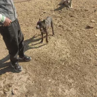 توله کنکرسو|سگ|سبزوار, غرب نیروگاه|دیوار