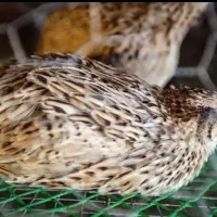 شراکت در کار پرورش