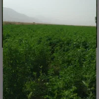 گندم پیشگام بذری