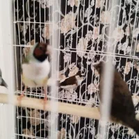 فنچ گلدین ماده