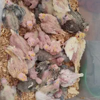 سرلاکی گرین ، عروس،  کوتوله|پرنده|تایباد, |دیوار