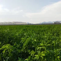 زمین سند دار بغل گلخانه ویلا شرایط اقساطی 1ساله|فروش زمین و ملک کلنگی|تبریز, |دیوار