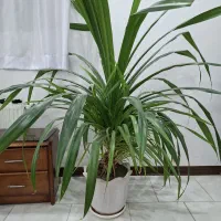 گل سوسن بزرگ