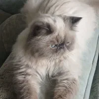 گربه پرشین هیمالین سوپر فلت