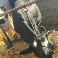 گاو شیری|حیوانات مزرعه|سرولایت, |دیوار