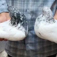 شیخ پاکستانی درشت کمیاب|پرنده|اهواز, سلطانمنش|دیوار