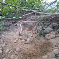 گستر دورگه جنس ناب|حیوانات مزرعه|جبالبارز, |دیوار